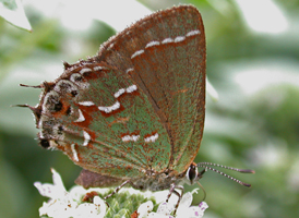Juniper Hairstreak